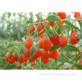 Goji Fruit Extract & Chinese wolfberry extract